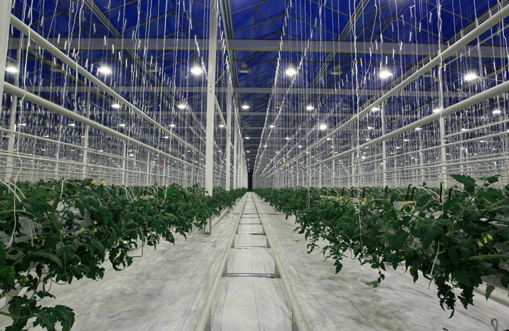 West Ukraine’s largest greenhouse complex DF Agro Opens in Synkiv