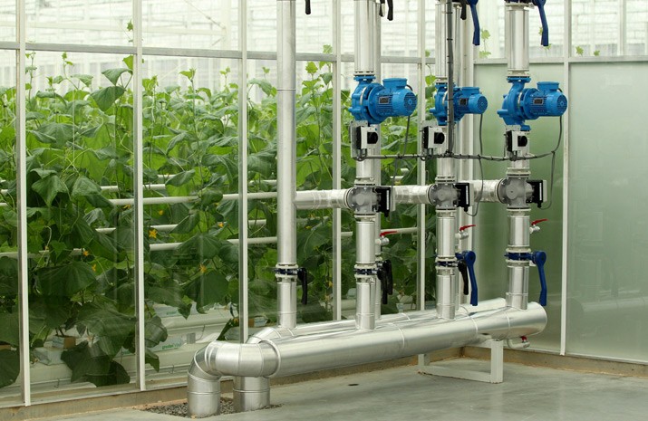 Synkiv greenhouse uses the 24-hour lighting system and plants drip watering