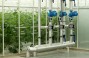 Synkiv greenhouse uses the 24-hour lighting system and plants drip watering